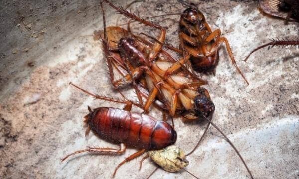 cockroach control Palm Beach Gardens