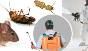 Pest Control in Indian River Estates FL